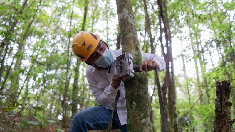 Conservación de la conservación ambiental en Guatemala