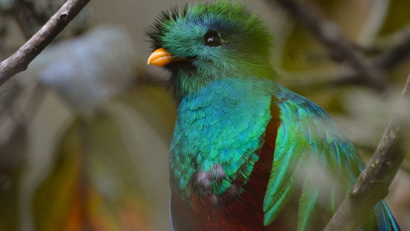 Facts about the Quetzal in Guatemala