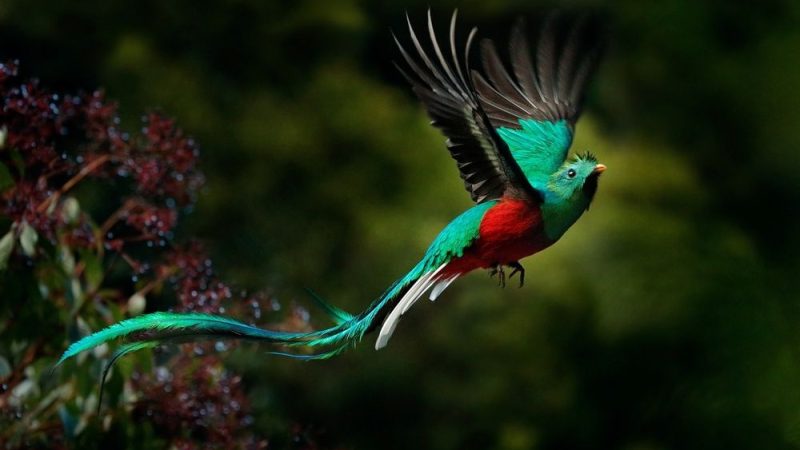 El quetzal, el ave de la bandera de Guatemala
