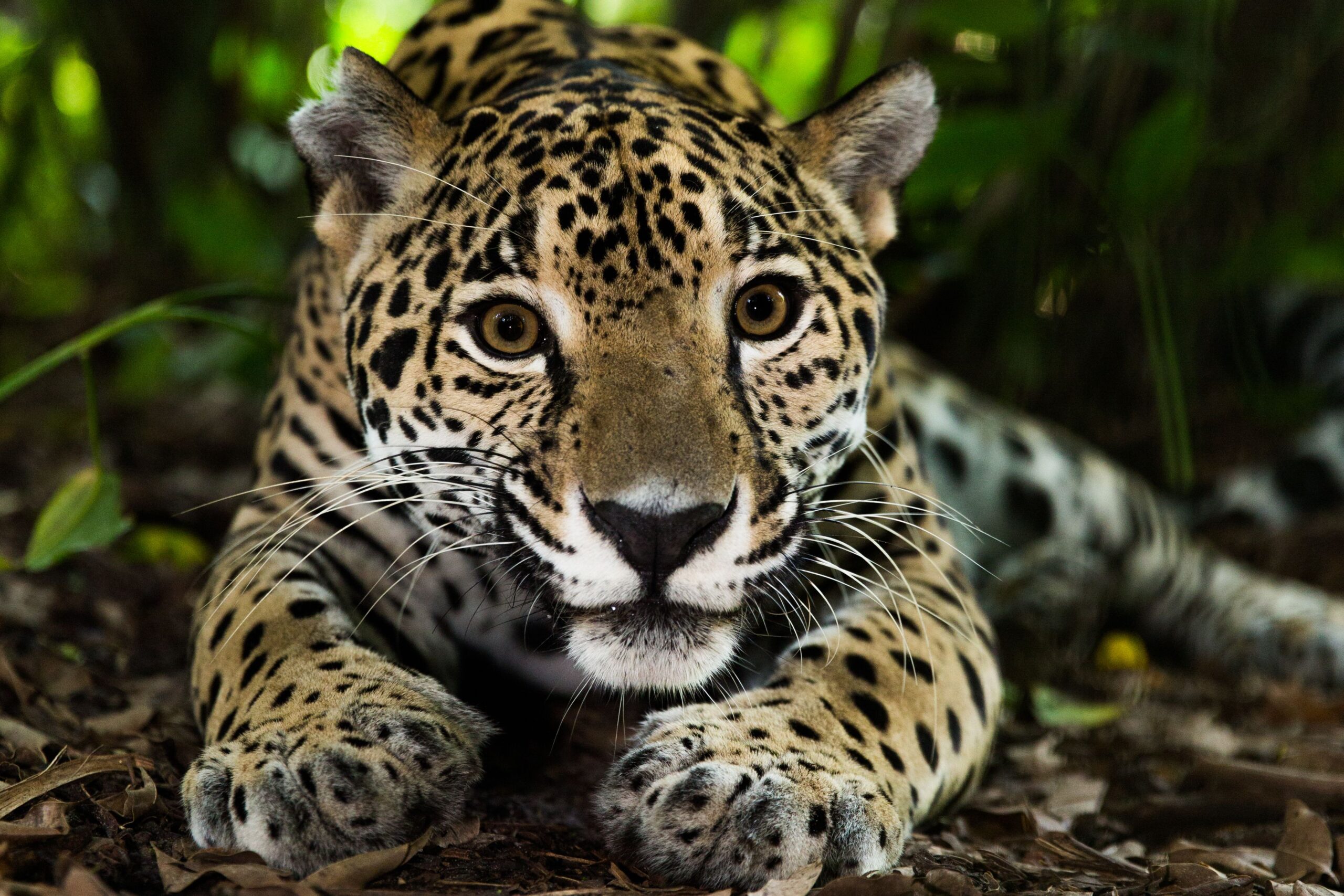 Guatemala: Where to Spot Jaguars, Monkeys, and More