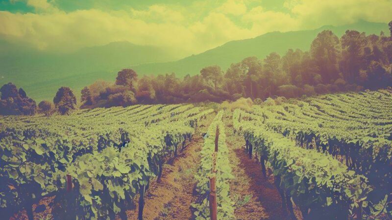 Wine Production in Guatemala