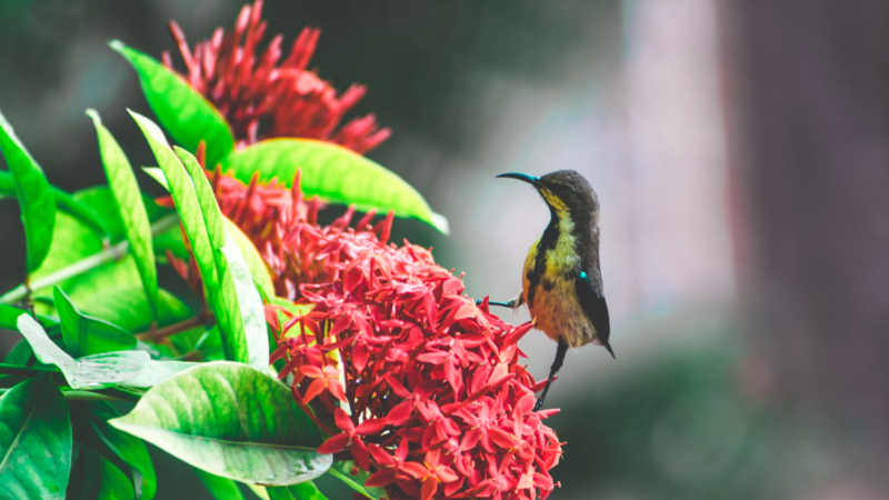 Flora y Fauna en Guatemala: Explorando la Belleza Natural