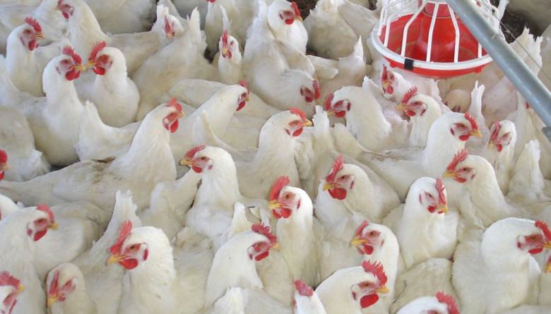 The Poultry Sector in Guatemala: An Economic and Food Pillar