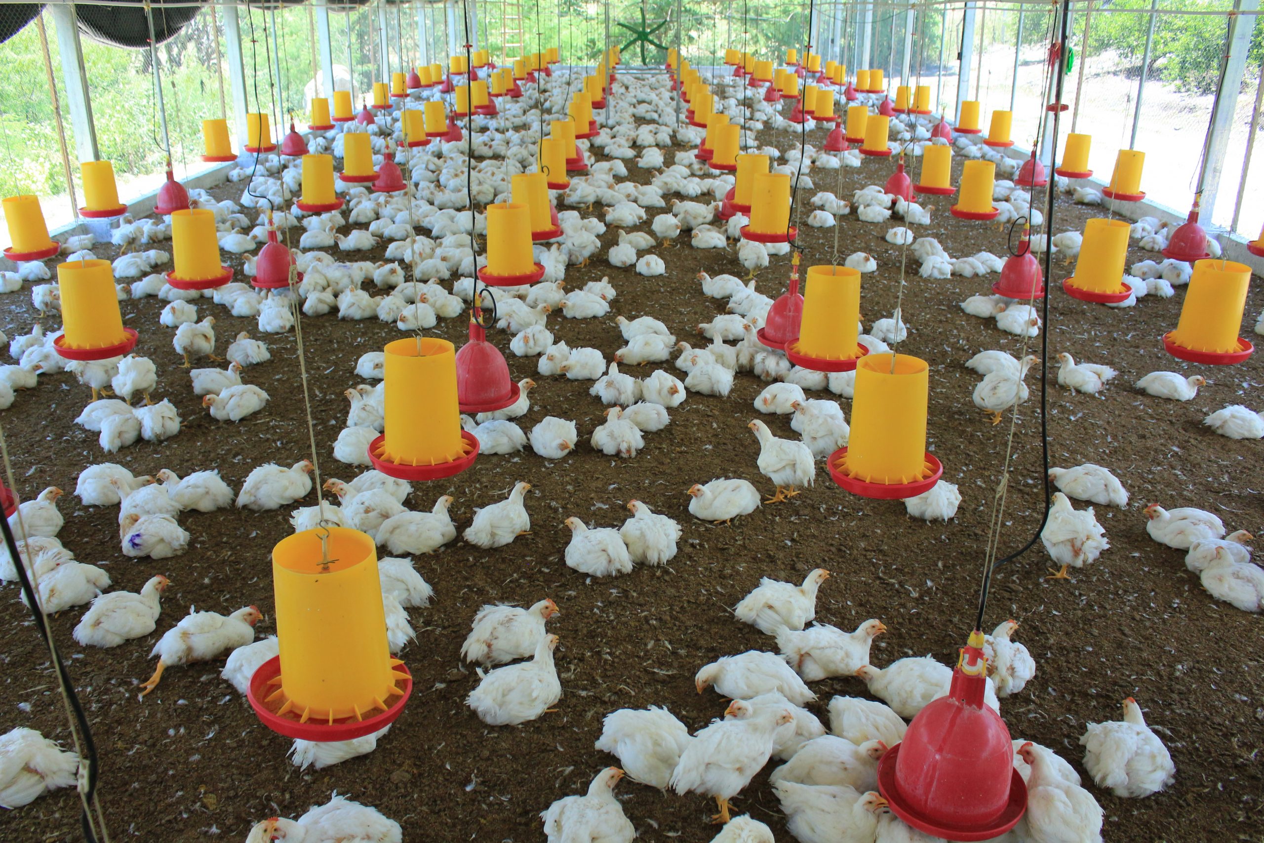 Innovaciones en la Producción Avícola: Avances Tecnológicos y Mejores Prácticas