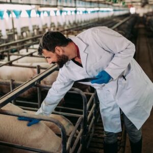 Salud Avícola: Estrategias de Prevención y Control de Enfermedades en las Granjas